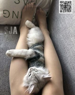 鸟 电影